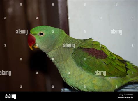 Indian Ringneck Parrot Talking And Playing In The House Stock Photo Alamy