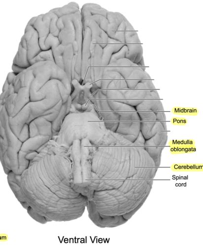 Chapter 7 Brain Stem And Cerebellum Flashcards Quizlet