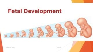 4. Fetal development.pdf