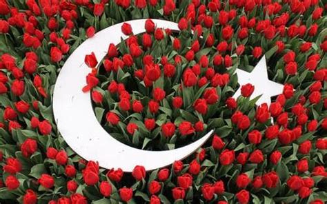 Turkish tulips - Wander Lord