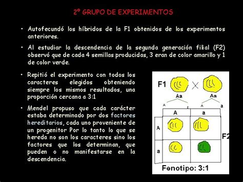 Tema Gentica Mendeliana Terminologa Gentica Es La