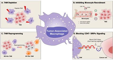 Ijms Free Full Text Nanoparticles Targeting Innate Immune Cells In