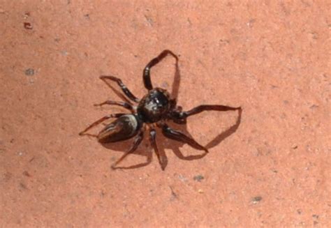 Celebrity gossips and images: white tail spider bite pictures australia