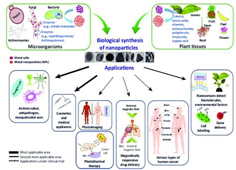 Diverse Bio Development Synthesis Of Nanoparticles And Their Download Scientific Diagram