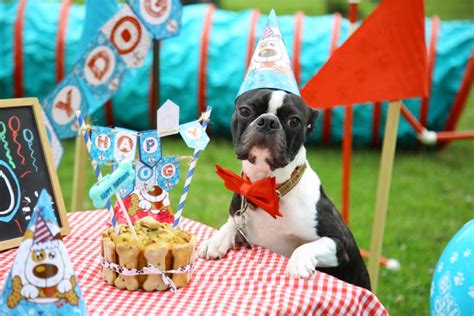 Picale mx IDEAS PARA CELEBRAR EL CUMPLEAÑOS DE TU PERRO