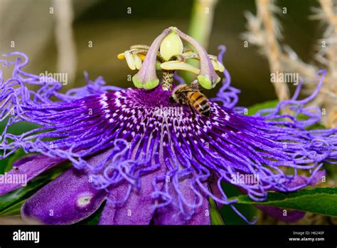 Purple Passion Flower Passiflora With Honeybee Stock Photo Alamy