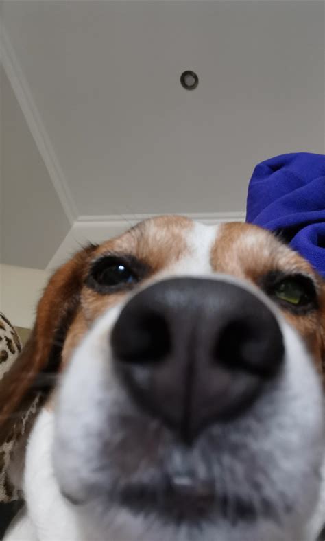 When you open your front facing camera : r/aww