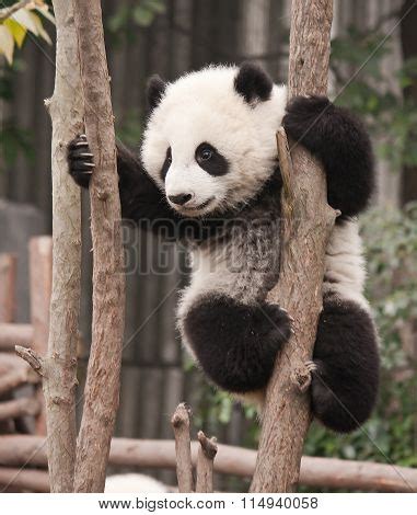 Giant Panda Baby Over Image & Photo (Free Trial) | Bigstock