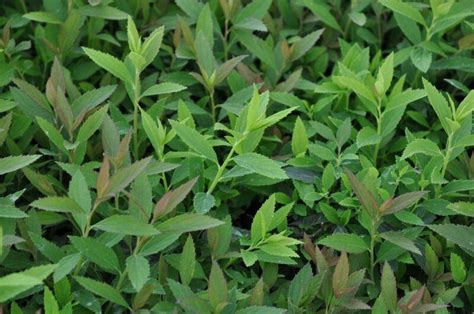 Спирея японская "Дженпей" ("Широбана") - (Spiraea japonica Genpei ...
