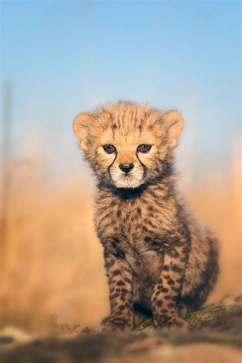 🔥 [50+] Baby Cheetah Wallpapers | WallpaperSafari