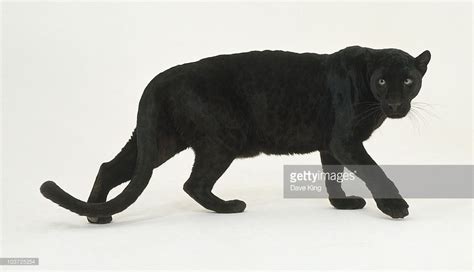 Stock Photo Black Leopard Walking Side View Leopard Panther Animals