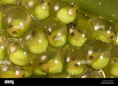 La rana arborícola de ojos rojos Agalychnis callidryas huevos en la