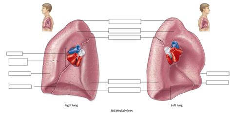 28 Diagram | Quizlet 