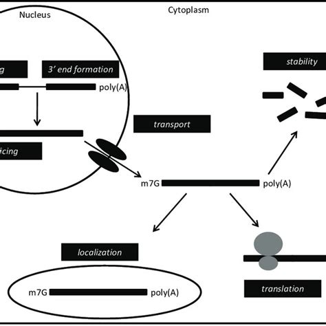 Rna Binding Proteins Have Diverse Functions In Rna Metabolism A