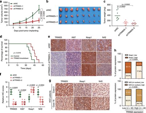 Knockdown Of TRIM25 In HCC Suppresses Tumor Growth In Nude Mice Ac