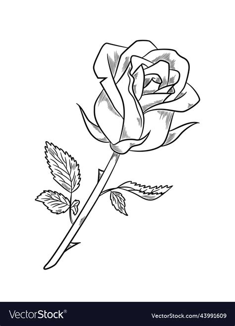 Beautiful rose sketch Royalty Free Vector Image