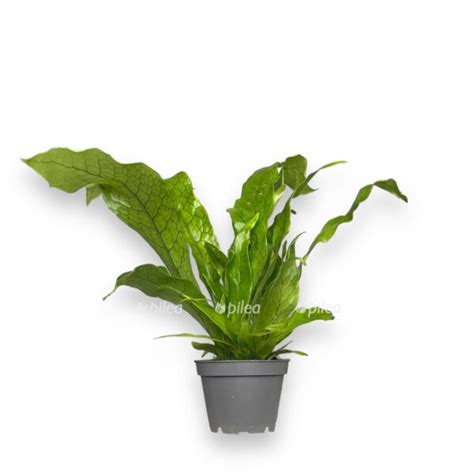 Микросорум Птеропус Крокодил 6/15 купить в Москве с доставкой в ...