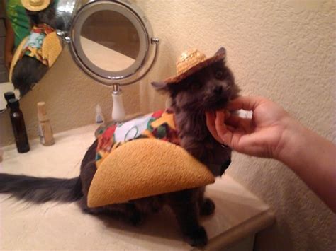 Taco Cat On Tumblr