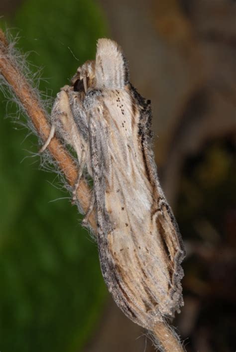 Europäische Schmetterlinge und ihre Ökologie Cucullia lychnitis