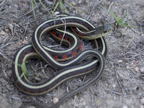 Colorado Snakes Common Garter Snake (Thamnophis sirtalis) - Colorado Herping