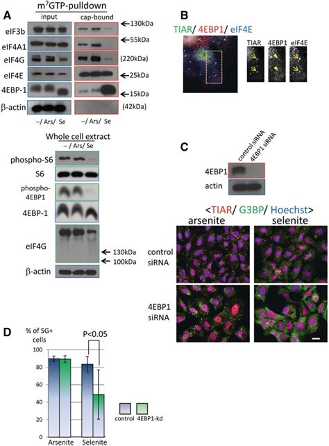 Involvement Of Ebp In Selenite Induced Eif F Complex Disruption And