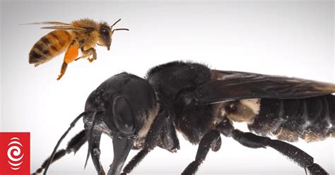 Worlds Biggest Bee Found Alive Rnz News