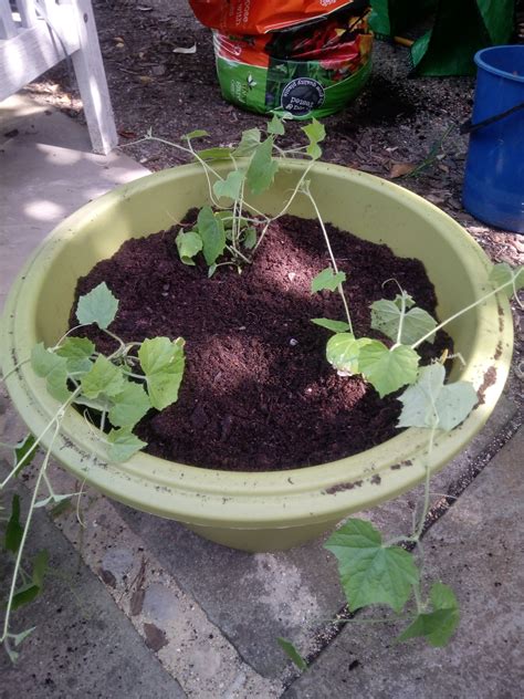 How To Grow Cucamelons