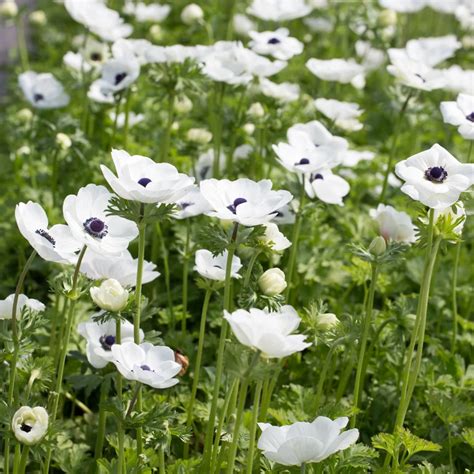 Anemone Black And White Flowers Photography Easy To Grow Bulbs Spring