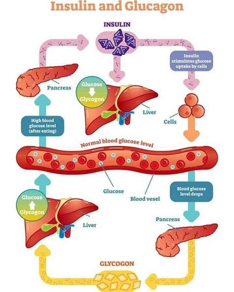 Insulin Glucagon Infographic Medical Information Basic Anatomy And