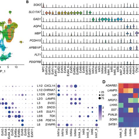 Landscape Of Cell Subtypes With Their Marker Genes A The Identified