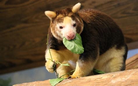 Matschie's Tree Kangaroo - Roger Williams Park Zoo