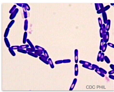 Micro Aerobic Gram Positive Bacilli Flashcards Quizlet