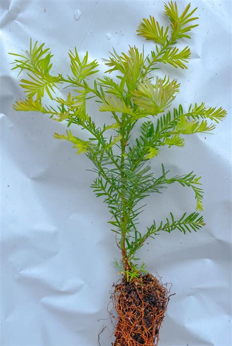 Coast Redwood Tree Seedlings Sapling Aprox 1 Foot In Height Etsy