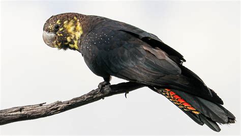 glossy black cockatoos remain   wild illawarra