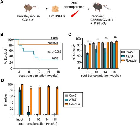 Editing The γ Globin Transgenes Eliminates Bone Marrow Engraftment Of