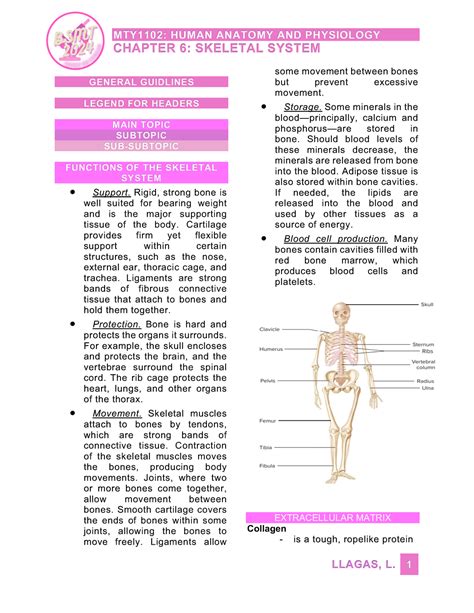 Chapter 6 – Skeletal System - MTY1102: HUMAN ANATOMY AND PHYSIOLOGY
