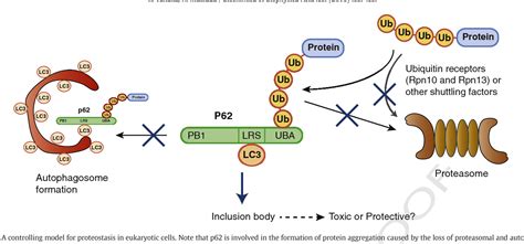 Figure From Proteostasis And Neurodegeneration The Roles Of