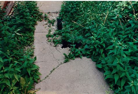 Itti Bitti Kitties - High Line Heritage Resources