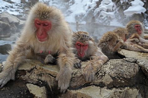 Snow Monkeys Bathing In A Hot Spring In Jigokudani Smithsonian Photo Contest Smithsonian