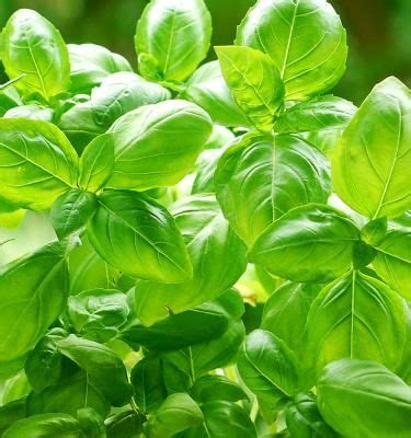growing herbs  cooking love  garden