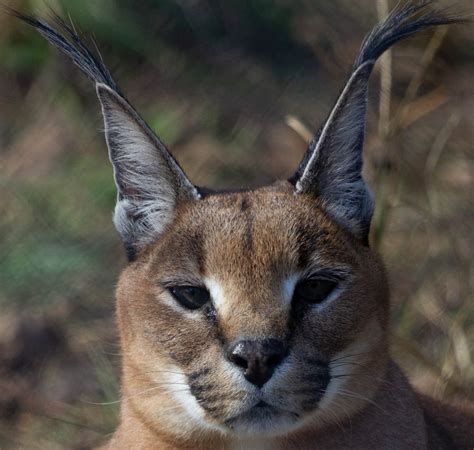 Caracal - Carolina Tiger Rescue