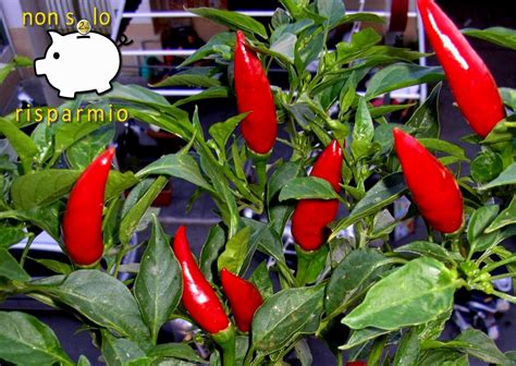 Come Coltivare Il Peperoncino In Vaso Nonsolorisparmio It