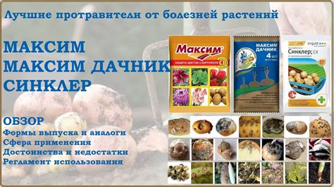 Максим, Максим Дачник, Синклер - лучшие фунгицидные протравители. Обзор ...