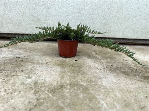 Juniperus Horizontalis Blue Chip” Polegla Kleka Blue Chip