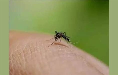 Bangladesh Dengue Deaths Top 1000 In Worst Outbreak On Record Et