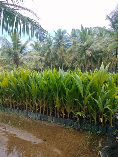 Well Watered Green West Coast Tall Coconut Plant For Garden Alkaline