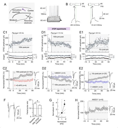 Figure From Endocannabinoid Dynamics Gate Spike Timing Dependent