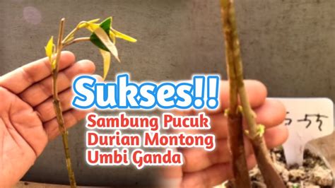 Luar Biasa Sambung Pucuk Durian Montong Dengan Umbi 2 Durian Kampung