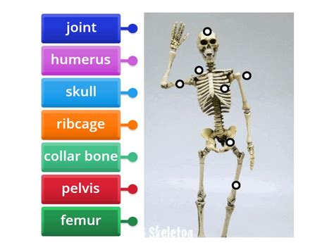 Label The Skeleton Labelled Diagram