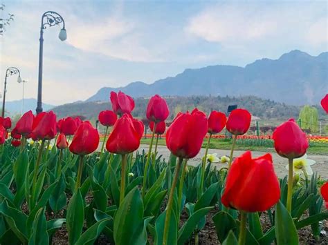 Srinagar Tulip Garden Tour Packages Kashmir Tulip Festival 2023